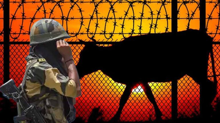 Cow Smuggling Border vigilance