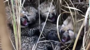 Kuno Cheetah Cubs