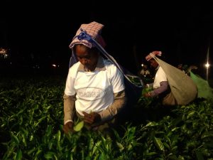 (Moonlight Tea Dooars) চাঁদের আলোয় চা পাতা উত্তোলন! ডুয়ার্সের মাঝেরডাবরি বাগানে তৈরি হচ্ছে মহার্ঘ ‘মুনলাইট টি’ 3 Moonlight Tea Dooars