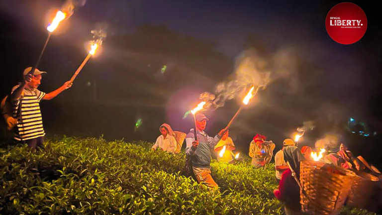 Moonlight Tea Dooars