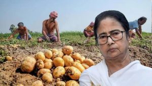 potato farmers crisis