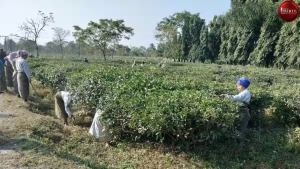 Tea Garden Worker