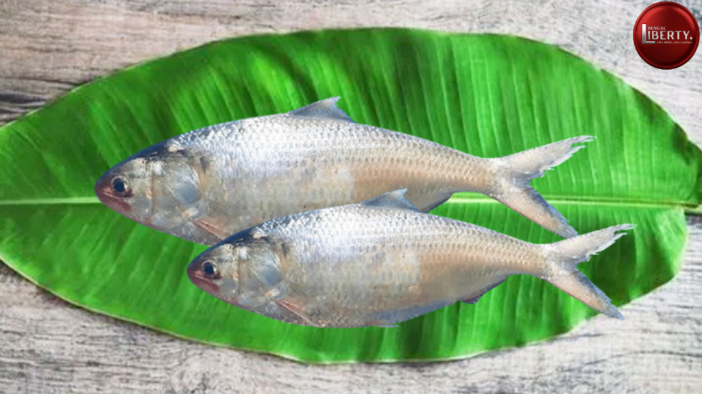 Padma Hilsa import