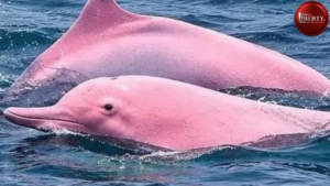 Pink Dolphin
